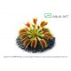 Dionaea muscipula „Red Green“ (Veneros musėkautas) IŠPARDUOTA
