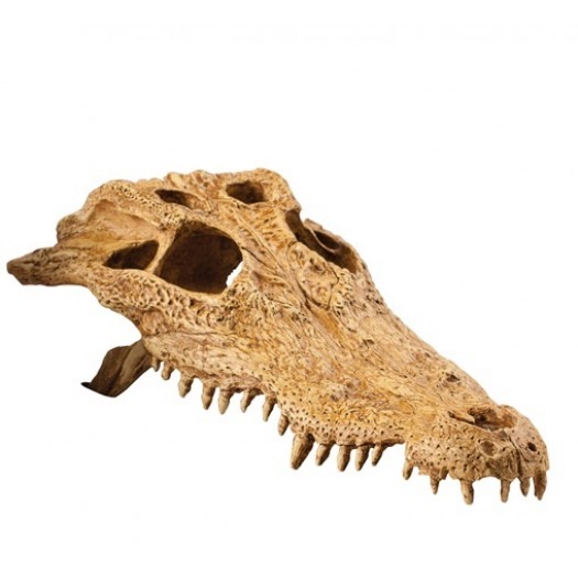 Krokodilo kaukolės dekoracija, 22x22x10 cm