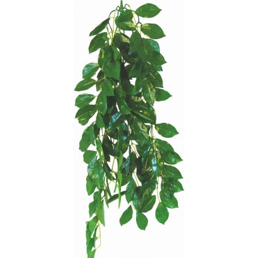 Ficus augalas, 50cm