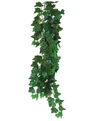Hedera helix augalas, 50cm